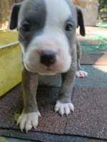 Bear, a male American Pit Bull Terrier for sale in Portsmouth, VA – 4 of 4
