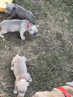 Lola, a female American Pit Bull Terrier for sale in Portsmouth, VA – 3 of 6