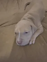 Feefee, a female American Bully and American Pit Bull Terrier for sale in Portsmouth, VA – Photo 2 of 6