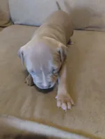 Feefee, a female American Bully and American Pit Bull Terrier for sale in Portsmouth, VA – Photo 5 of 6