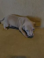 Feefee, a female American Bully and American Pit Bull Terrier for sale in Portsmouth, VA – Photo 6 of 6