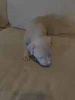 Feefee, a female American Bully and American Pit Bull Terrier for sale in Portsmouth, VA – Photo 4 of 6