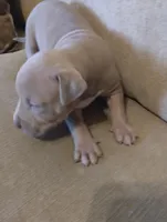 Feefee, a female American Bully and American Pit Bull Terrier for sale in Portsmouth, VA – Photo 3 of 6