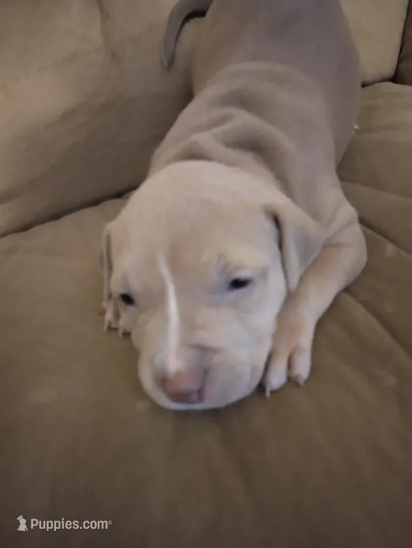 Feefee – American Bully, American Pit Bull Terrier puppy for sale in Portsmouth, VA