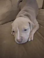 Feefee, a female American Bully and American Pit Bull Terrier for sale in Portsmouth, VA – Photo 1 of 6