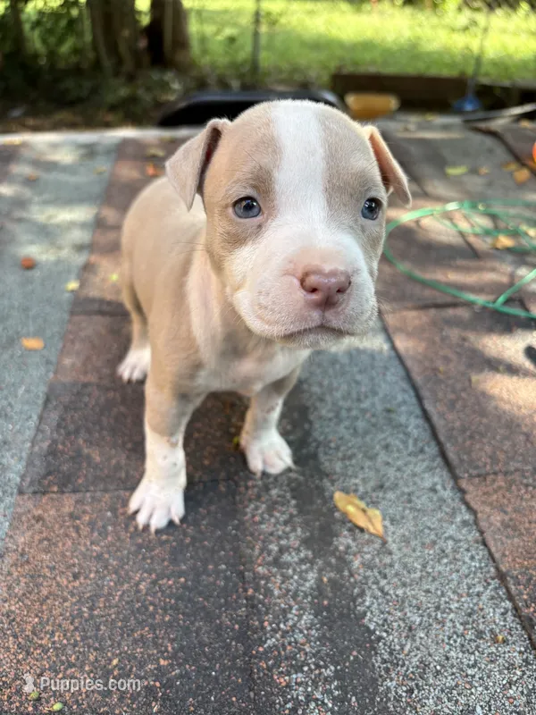 Sophie – American Pit Bull Terrier puppy for sale in Portsmouth, VA