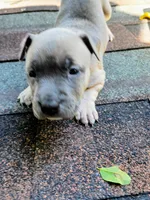 Sarah, a female American Pit Bull Terrier for sale in Portsmouth, VA – 4 of 4