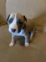 Sheshe, a female American Bully and American Pit Bull Terrier for sale in Portsmouth, VA – Photo 2 of 5