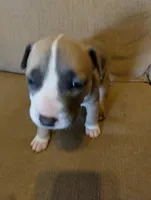 Sheshe, a female American Bully and American Pit Bull Terrier for sale in Portsmouth, VA – Photo 3 of 5