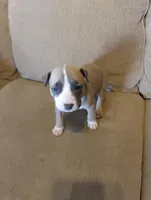 Sheshe, a female American Bully and American Pit Bull Terrier for sale in Portsmouth, VA – Photo 5 of 5