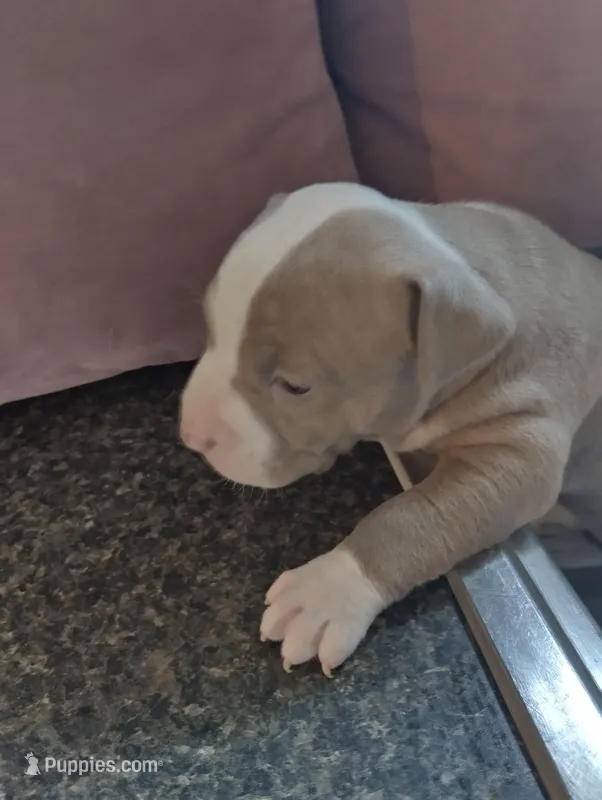 Queeny – American Bully, American Pit Bull Terrier puppy for sale in Portsmouth, VA