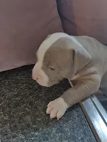 Queeny, a female American Bully and American Pit Bull Terrier for sale in Portsmouth, VA – Photo 1 of 5