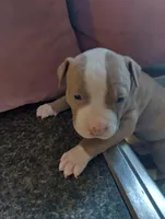 Queeny, a female American Bully and American Pit Bull Terrier for sale in Portsmouth, VA – Photo 2 of 5