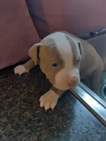 Queeny, a female American Bully and American Pit Bull Terrier for sale in Portsmouth, VA – Photo 3 of 5