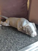 Queeny, a female American Bully and American Pit Bull Terrier for sale in Portsmouth, VA – Photo 4 of 5