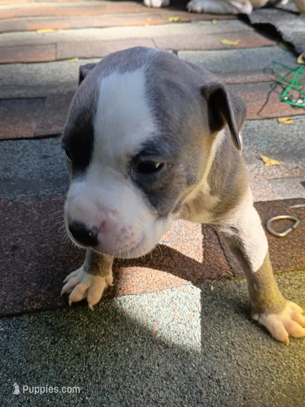 Bear – American Pit Bull Terrier puppy for sale in Portsmouth, VA