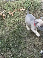 Lola, a female American Pit Bull Terrier for sale in Portsmouth, VA – 2 of 6