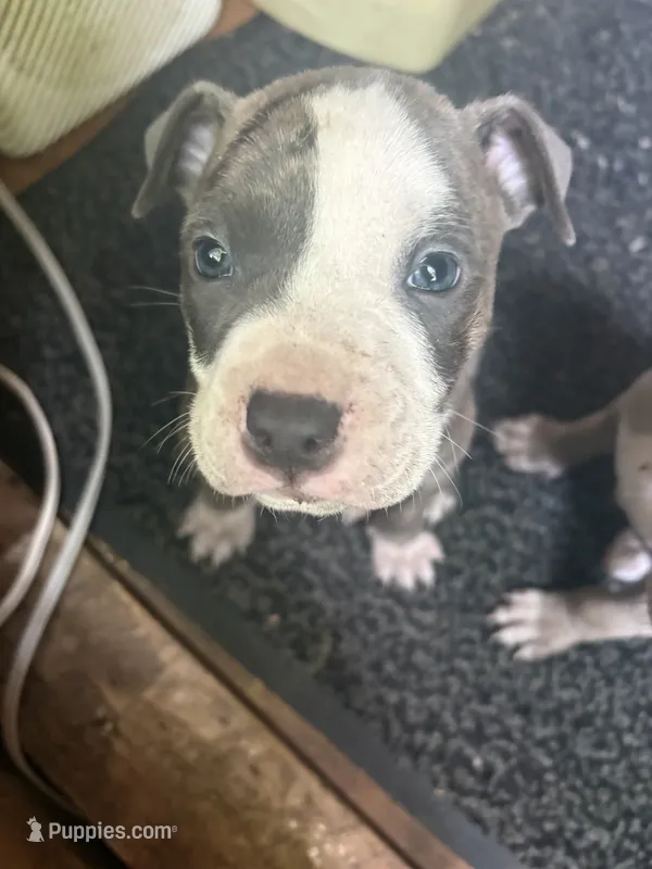 Bear – American Pit Bull Terrier puppy for sale in Portsmouth, VA
