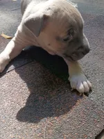 Sarah, a female American Pit Bull Terrier for sale in Portsmouth, VA – 1 of 4