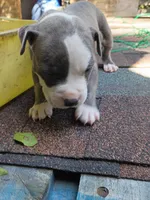 Bear, a male American Pit Bull Terrier for sale in Portsmouth, VA – 3 of 4