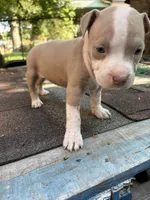 Sophie, a female American Pit Bull Terrier for sale in Portsmouth, VA – 4 of 6