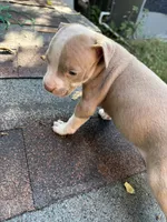 Sophie, a female American Pit Bull Terrier for sale in Portsmouth, VA – 6 of 6