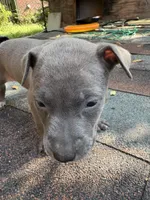 Lindsey, a female American Pit Bull Terrier for sale in Portsmouth, VA – 5 of 5
