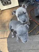 Lily, a female American Pit Bull Terrier for sale in Portsmouth, VA – 5 of 10