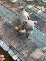 Lindsey, a female American Pit Bull Terrier for sale in Portsmouth, VA – 2 of 5