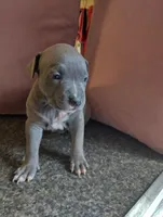 Foxy, a female American Bully and American Pit Bull Terrier for sale in Portsmouth, VA – Photo 3 of 5