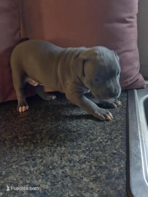 Foxy – American Bully, American Pit Bull Terrier puppy for sale in Portsmouth, VA