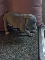 Foxy, a female American Bully and American Pit Bull Terrier for sale in Portsmouth, VA – Photo 1 of 5