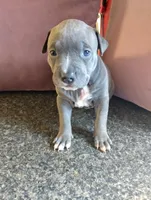 Foxy, a female American Bully and American Pit Bull Terrier for sale in Portsmouth, VA – Photo 5 of 5