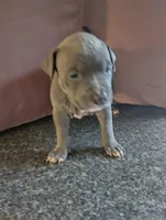 Foxy, a female American Bully and American Pit Bull Terrier for sale in Portsmouth, VA – Photo 2 of 5