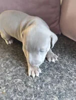 Lala, a female American Bully and American Pit Bull Terrier for sale in Portsmouth, VA – Photo 4 of 5