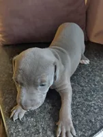 Lala, a female American Bully and American Pit Bull Terrier for sale in Portsmouth, VA – Photo 3 of 5