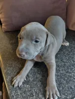 Lala, a female American Bully and American Pit Bull Terrier for sale in Portsmouth, VA – Photo 2 of 5