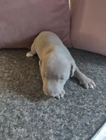 Lala, a female American Bully and American Pit Bull Terrier for sale in Portsmouth, VA – Photo 5 of 5