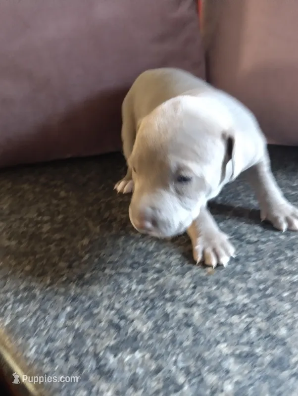 Lala – American Bully, American Pit Bull Terrier puppy for sale in Portsmouth, VA