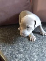 Lala, a female American Bully and American Pit Bull Terrier for sale in Portsmouth, VA – Photo 1 of 5