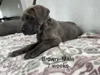 Brown, a male Cane Corso for sale in Elkhart, IN – Photo 5 of 10