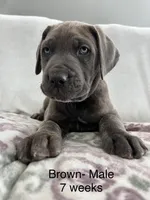 Brown, a male Cane Corso for sale in Elkhart, IN – Photo 2 of 10