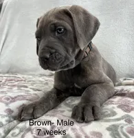 Brown, a male Cane Corso for sale in Elkhart, IN – Photo 3 of 10
