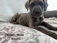 Brown, a male Cane Corso for sale in Elkhart, IN – Photo 4 of 10