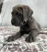 Brown, a male Cane Corso for sale in Elkhart, IN – Photo 10 of 10