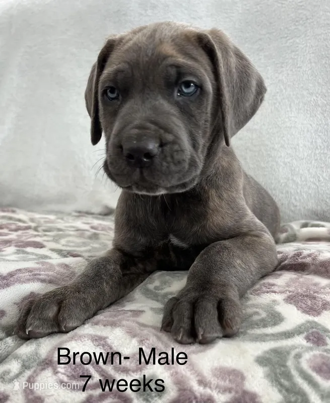 Brown – Cane Corso puppy for sale in Elkhart, IN