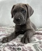 Brown, a male Cane Corso for sale in Elkhart, IN – Photo 1 of 10
