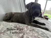 Brown, a male Cane Corso for sale in Elkhart, IN – Photo 8 of 10
