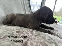 Brown, a male Cane Corso for sale in Elkhart, IN – Photo 7 of 10