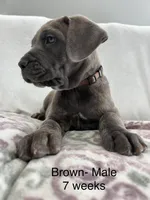 Brown, a male Cane Corso for sale in Elkhart, IN – Photo 6 of 10